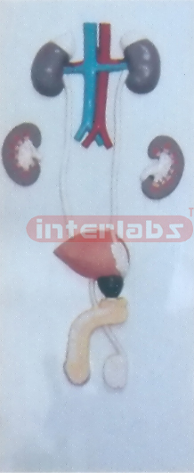 HUMAN MALE GENITAL& URINARY SYSTEM PLASTIC PLATE (A TYPE)